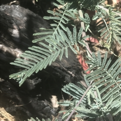 Acacia dealbata subsp. subalpina (Monaro Silver-wattle) at Booth, ACT - 1 Jan 2022 by Tapirlord