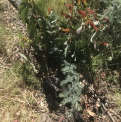 Acacia dealbata subsp. subalpina at Booth, ACT - 2 Jan 2022 09:55 AM