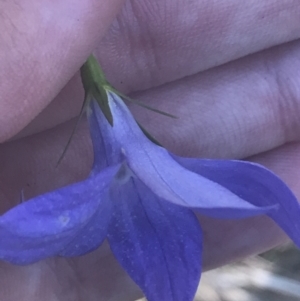 Wahlenbergia stricta subsp. stricta at Booth, ACT - 2 Jan 2022