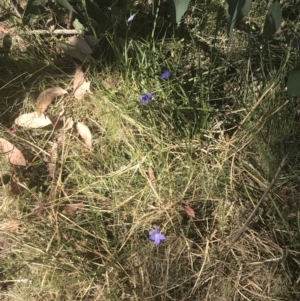 Wahlenbergia stricta subsp. stricta at Booth, ACT - 2 Jan 2022 09:58 AM