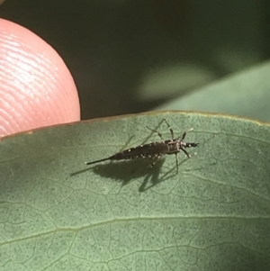 Idolothrips spectrum at Booth, ACT - 2 Jan 2022 10:07 AM