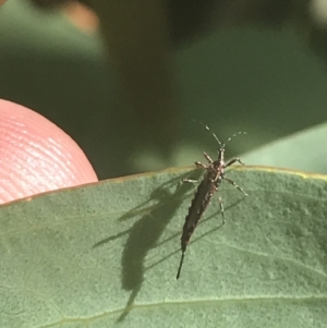 Idolothrips spectrum at Booth, ACT - 2 Jan 2022 10:07 AM