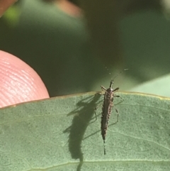 Idolothrips spectrum at Booth, ACT - 2 Jan 2022