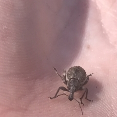 Perperus sp. (Unidentified Perperus weevil) at Booth, ACT - 2 Jan 2022 by Tapirlord