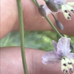 Arthropodium milleflorum (Vanilla Lily) at Booth, ACT - 1 Jan 2022 by Tapirlord