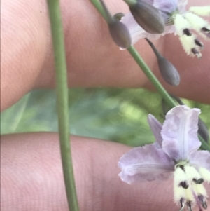 Arthropodium milleflorum at Booth, ACT - 2 Jan 2022