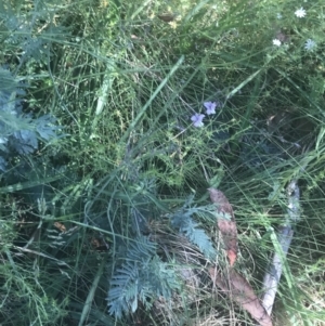 Arthropodium milleflorum at Booth, ACT - 2 Jan 2022