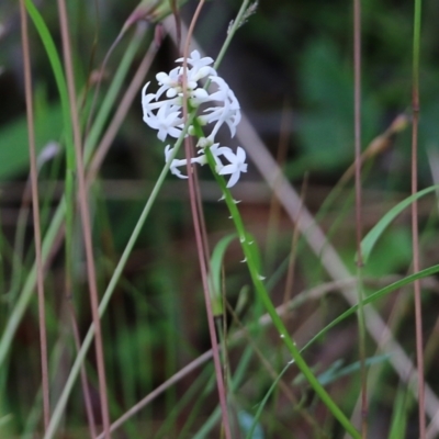 Stackhousia monogyna (Creamy Candles) at Pambula Beach, NSW - 2 Jan 2022 by KylieWaldon