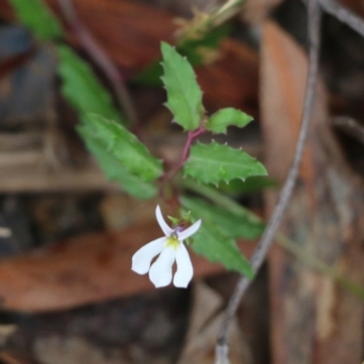 Lobelia purpurascens (White Root) at Pambula Beach, NSW - 2 Jan 2022 by KylieWaldon