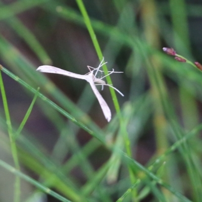 Platyptilia celidotus (Plume Moth) at Pambula Beach, NSW - 3 Jan 2022 by KylieWaldon