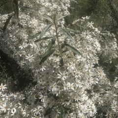 Olearia megalophylla (Large-leaf Daisy-bush) at Booth, ACT - 2 Jan 2022 by Tapirlord