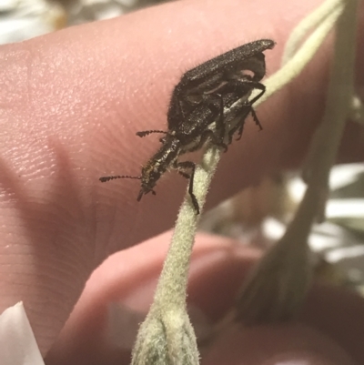 Eleale sp. (genus) (Clerid beetle) at Booth, ACT - 2 Jan 2022 by Tapirlord