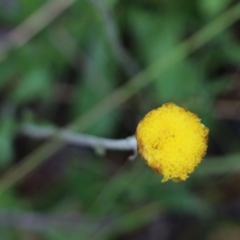 Coronidium scorpioides (Button Everlasting) at Pambula Beach, NSW - 2 Jan 2022 by KylieWaldon