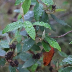 Pomaderris sp. at Pambula Beach, NSW - 2 Jan 2022 by KylieWaldon