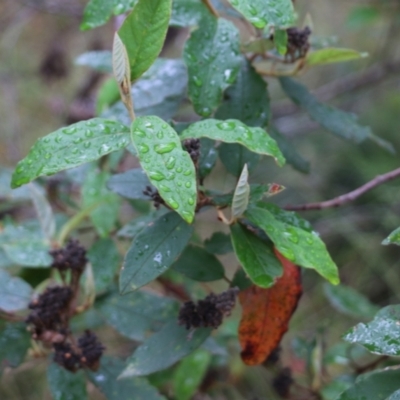 Pomaderris (genus) at Pambula Beach, NSW - 3 Jan 2022 by KylieWaldon