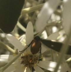 Phyllotocus sp. (genus) (Nectar scarab) at Booth, ACT - 1 Jan 2022 by Tapirlord