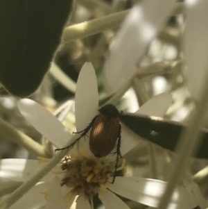 Phyllotocus sp. (genus) at Booth, ACT - 2 Jan 2022