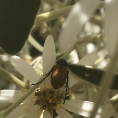 Phyllotocus rufipennis (Nectar scarab) at Booth, ACT - 2 Jan 2022 by Tapirlord