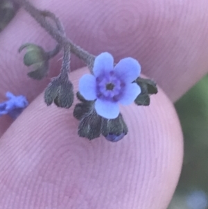 Cynoglossum australe at Booth, ACT - 2 Jan 2022