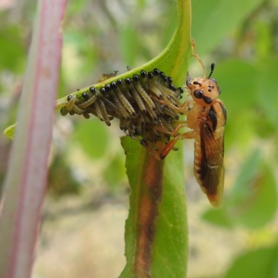Pseudoperga guerinii (A sawfly) at Stromlo, ACT - 11 Jan 2022 by HelenCross