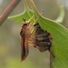 Pseudoperga lewisii at Stromlo, ACT - 11 Jan 2022