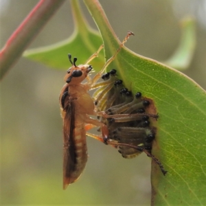 Pseudoperga lewisii at Stromlo, ACT - 11 Jan 2022