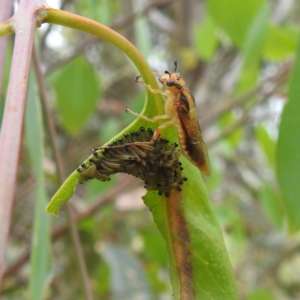 Pseudoperga lewisii at Stromlo, ACT - 11 Jan 2022