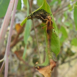 Pseudoperga lewisii at Stromlo, ACT - 11 Jan 2022