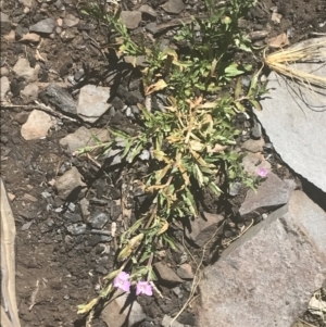 Epilobium billardiereanum subsp. cinereum at Booth, ACT - 2 Jan 2022