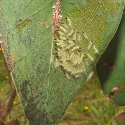 Uraba lugens (Gumleaf Skeletonizer) at Stromlo, ACT - 11 Jan 2022 by HelenCross