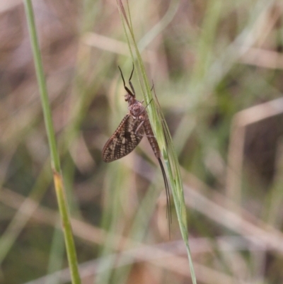 Ephemeroptera (order) (Unidentified Mayfly) at Mount Clear, ACT - 4 Jan 2022 by RAllen