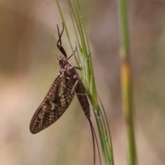 Ephemeroptera (order) at Mount Clear, ACT - 4 Jan 2022