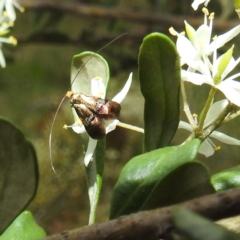 Nemophora sparsella (An Adelid Moth) at Stromlo, ACT - 11 Jan 2022 by HelenCross