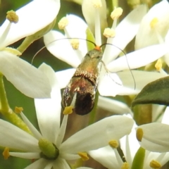 Nemophora sparsella at Stromlo, ACT - 11 Jan 2022