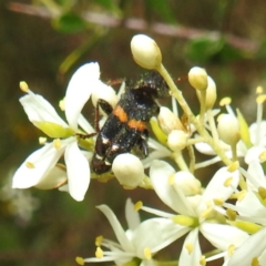 Eleale pulchra (Clerid beetle) at Stromlo, ACT - 11 Jan 2022 by HelenCross