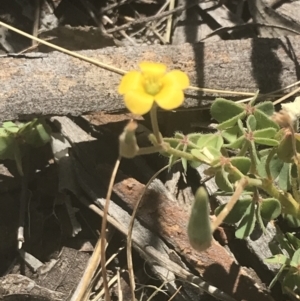 Oxalis perennans at Booth, ACT - 2 Jan 2022