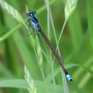 Ischnura heterosticta at Monash, ACT - 11 Jan 2022