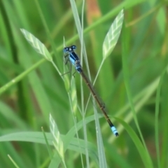 Ischnura heterosticta at Monash, ACT - 11 Jan 2022