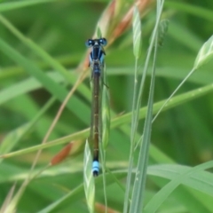 Ischnura heterosticta at Monash, ACT - 11 Jan 2022