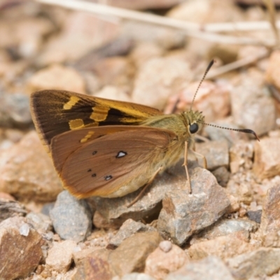 Trapezites eliena (Orange Ochre) at Mount Clear, ACT - 3 Jan 2022 by RAllen