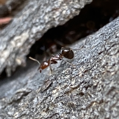 Papyrius nitidus (Shining Coconut Ant) at Macarthur, ACT - 10 Jan 2022 by RAllen