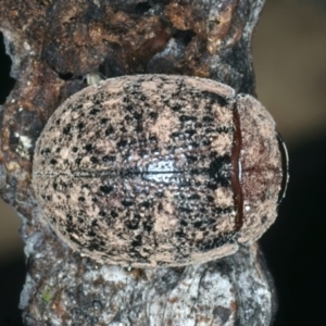 Trachymela sp. (genus) at Mulloon, NSW - 10 Jan 2022