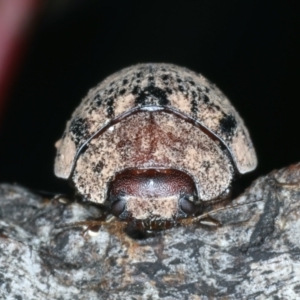 Trachymela sp. (genus) at Mulloon, NSW - 10 Jan 2022