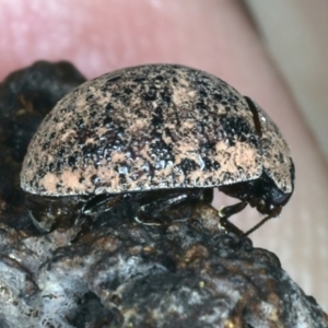 Trachymela sp. (genus) at Mulloon, NSW - 10 Jan 2022