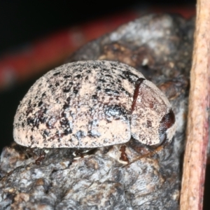 Trachymela sp. (genus) at Mulloon, NSW - 10 Jan 2022