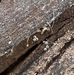 Acrodipsas myrmecophila (Small Ant-blue Butterfly) at Wanniassa Hill - 11 Jan 2022 by RAllen