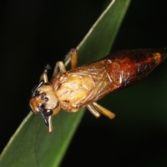 Pseudoperga sp. (genus) (Sawfly, Spitfire) at Mongarlowe River - 10 Jan 2022 by jbromilow50