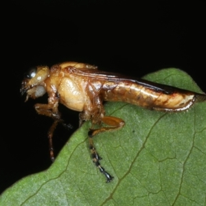 Pseudoperga sp. (genus) at Monga, NSW - 10 Jan 2022