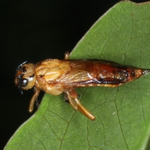 Pseudoperga sp. (genus) at Monga, NSW - 10 Jan 2022