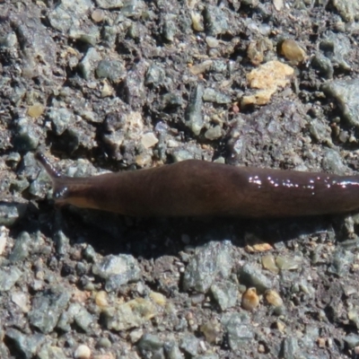 Deroceras laeve (Marsh Slug) at Dunlop, ACT - 1 Jan 2022 by Christine